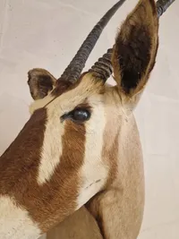 Skulderrmonteret afrikansk Oryx gazelle - skal afhentes i Vordingborg, eller leveres efter aftale