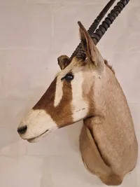 Skulderrmonteret afrikansk Oryx gazelle - skal afhentes i Vordingborg, eller leveres efter aftale