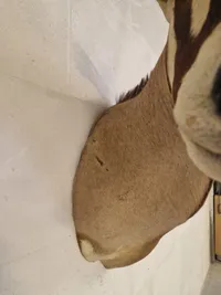 Skulderrmonteret afrikansk Oryx gazelle - skal afhentes i Vordingborg, eller leveres efter aftale