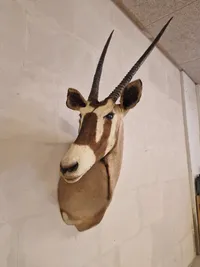 Skulderrmonteret afrikansk Oryx gazelle - skal afhentes i Vordingborg, eller leveres efter aftale