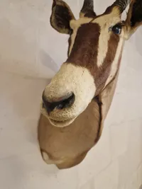 Skulderrmonteret afrikansk Oryx gazelle - skal afhentes i Vordingborg, eller leveres efter aftale