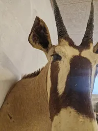 Skulderrmonteret afrikansk Oryx gazelle - skal afhentes i Vordingborg, eller leveres efter aftale