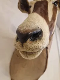 Skulderrmonteret afrikansk Oryx gazelle - skal afhentes i Vordingborg, eller leveres efter aftale