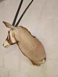 Skulderrmonteret afrikansk Oryx gazelle - skal afhentes i Vordingborg, eller leveres efter aftale