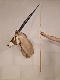 Skulderrmonteret afrikansk Oryx gazelle - skal afhentes i Vordingborg, eller leveres efter aftale