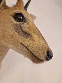 Afrikansk Duiker antilope