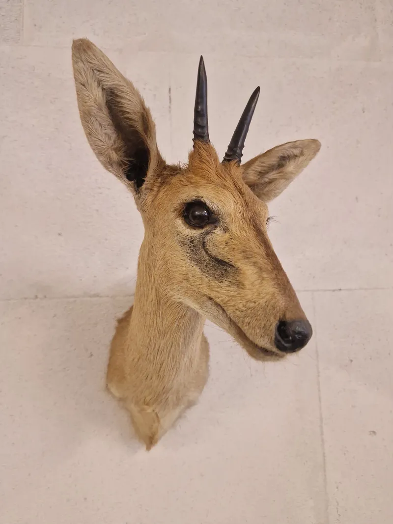 Afrikansk Duiker antilope