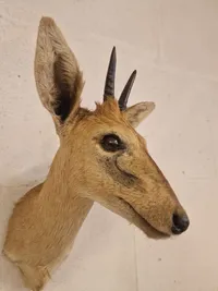 Afrikansk Duiker antilope