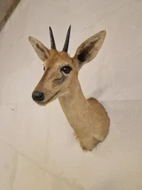 Afrikansk Duiker antilope