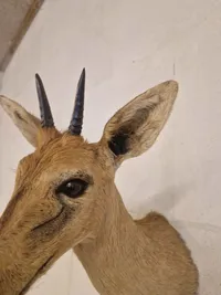 Afrikansk Duiker antilope