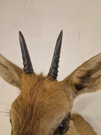 Afrikansk Duiker antilope
