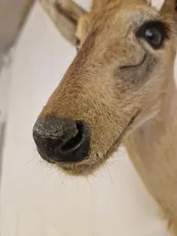 Afrikansk Duiker antilope
