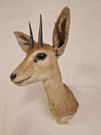 Udstoppet afrikansk Oribi antilope