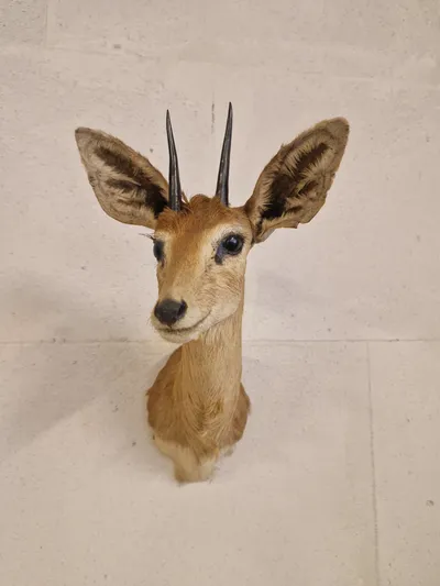 Udstoppet afrikansk Oribi antilope