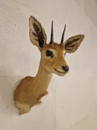 Udstoppet afrikansk Oribi antilope