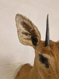 Udstoppet afrikansk Oribi antilope