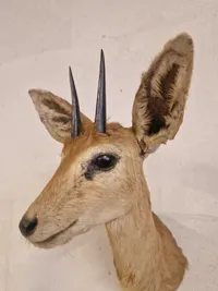 Udstoppet afrikansk Oribi antilope