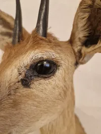 Udstoppet afrikansk Oribi antilope