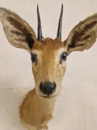 Udstoppet afrikansk Oribi antilope