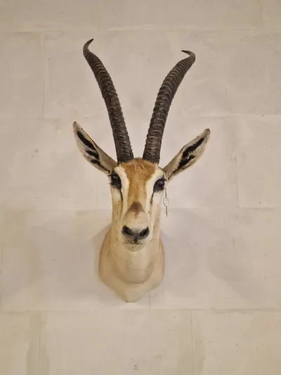 Skuldermonteret østafrikansk Thomson gazelle - Skal afhentes i Vordingborg, eller leveres personligt efter aftale