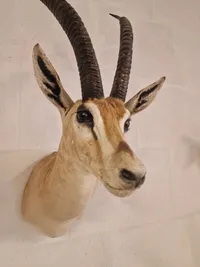 Skuldermonteret østafrikansk Thomson gazelle - Skal afhentes i Vordingborg, eller leveres personligt efter aftale