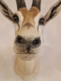 Skuldermonteret østafrikansk Thomson gazelle - Skal afhentes i Vordingborg, eller leveres personligt efter aftale