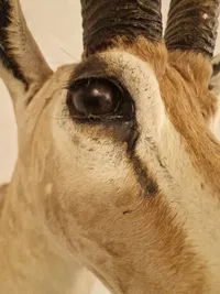 Skuldermonteret østafrikansk Thomson gazelle - Skal afhentes i Vordingborg, eller leveres personligt efter aftale