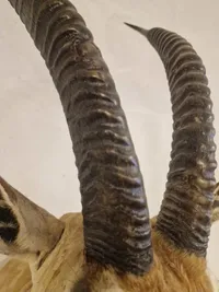Skuldermonteret østafrikansk Thomson gazelle - Skal afhentes i Vordingborg, eller leveres personligt efter aftale