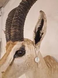 Skuldermonteret østafrikansk Thomson gazelle - Skal afhentes i Vordingborg, eller leveres personligt efter aftale