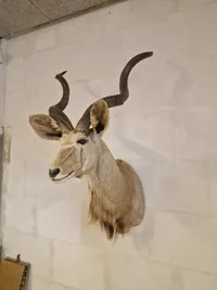 Skuldermonteret afrikansk Kudu - skal afhentes i Vordingborg, eller leveres personligt efter aftale
