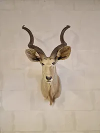 Skuldermonteret afrikansk Kudu - skal afhentes i Vordingborg, eller leveres personligt efter aftale
