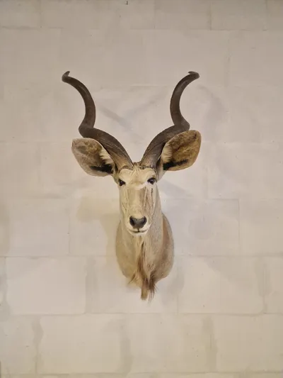 Skuldermonteret afrikansk Kudu - skal afhentes i Vordingborg, eller leveres personligt efter aftale