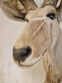 Skuldermonteret afrikansk Kudu - skal afhentes i Vordingborg, eller leveres personligt efter aftale