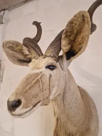 Skuldermonteret afrikansk Kudu - skal afhentes i Vordingborg, eller leveres personligt efter aftale