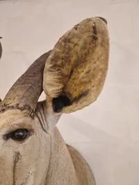 Skuldermonteret afrikansk Kudu - skal afhentes i Vordingborg, eller leveres personligt efter aftale