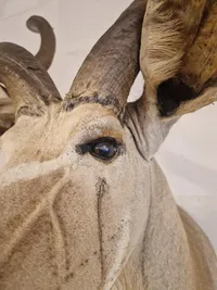 Skuldermonteret afrikansk Kudu - skal afhentes i Vordingborg, eller leveres personligt efter aftale