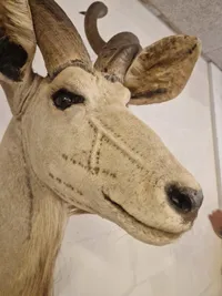 Skuldermonteret afrikansk Kudu - skal afhentes i Vordingborg, eller leveres personligt efter aftale