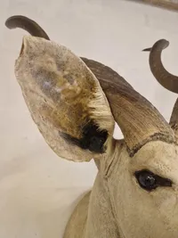 Skuldermonteret afrikansk Kudu - skal afhentes i Vordingborg, eller leveres personligt efter aftale