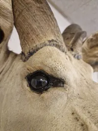 Skuldermonteret afrikansk Kudu - skal afhentes i Vordingborg, eller leveres personligt efter aftale