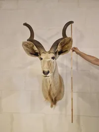Skuldermonteret afrikansk Kudu - skal afhentes i Vordingborg, eller leveres personligt efter aftale
