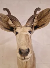Skuldermonteret afrikansk Kudu - skal afhentes i Vordingborg, eller leveres personligt efter aftale