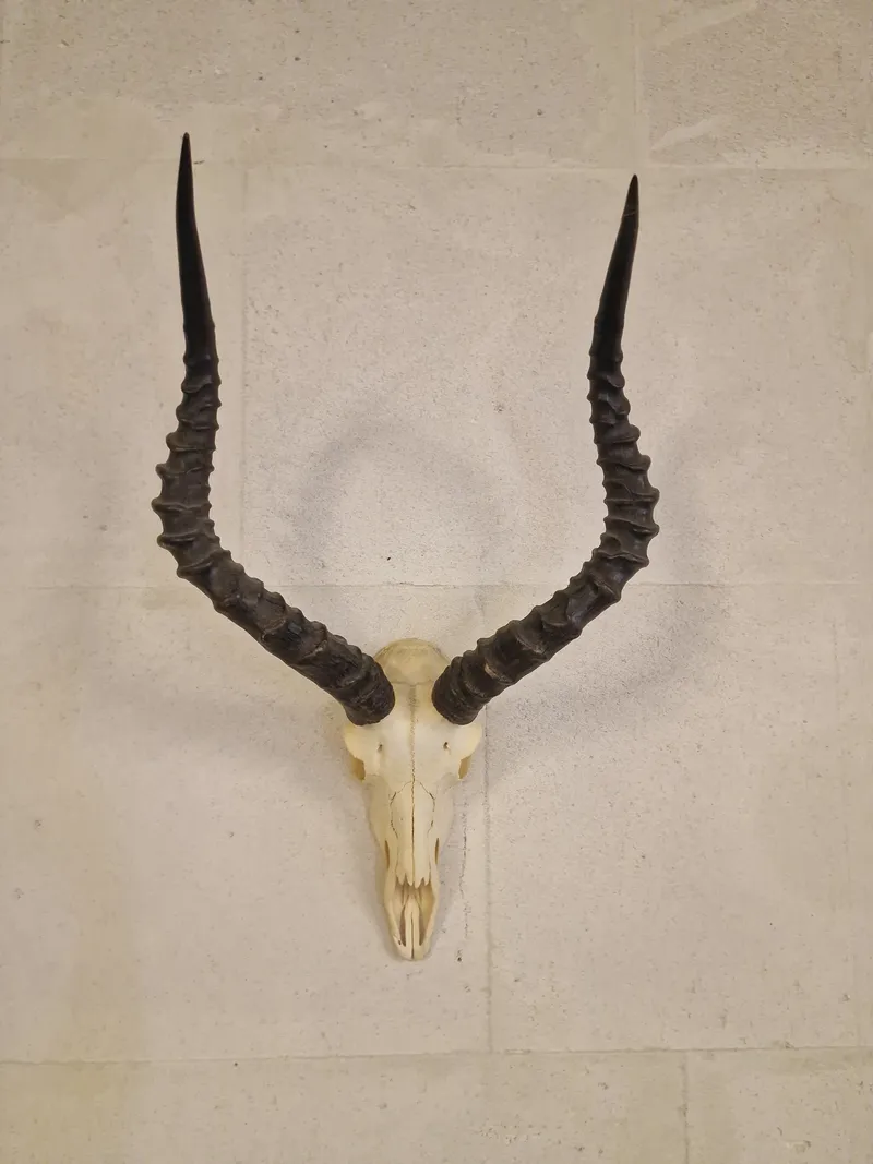 Impala (Roibok kranie)