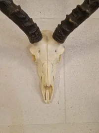 Impala (Roibok kranie)