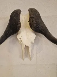 Kranie fra Kafferbøffel (Cape Buffalo)