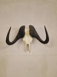 Kranie fra Kafferbøffel (Cape Buffalo)