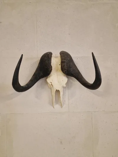 Kranie fra Kafferbøffel (Cape Buffalo)