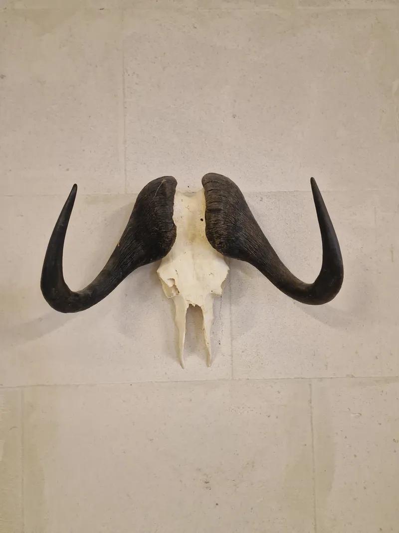 Kranie fra Kafferbøffel (Cape Buffalo)