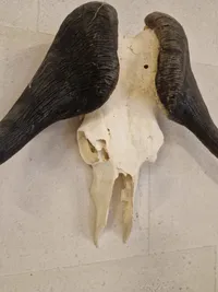 Kranie fra Kafferbøffel (Cape Buffalo)