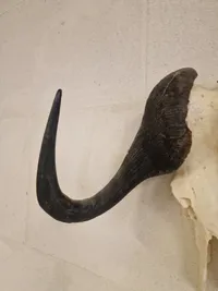 Kranie fra Kafferbøffel (Cape Buffalo)
