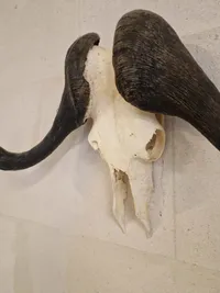Kranie fra Kafferbøffel (Cape Buffalo)